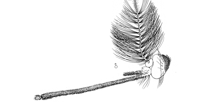 Head (lateral)