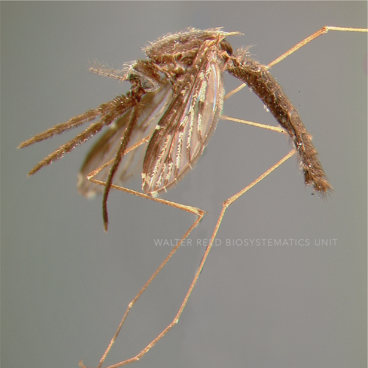 Mansonia Uniformis (Theobald, 1901) | Walter Reed Biosystematics Unit ...