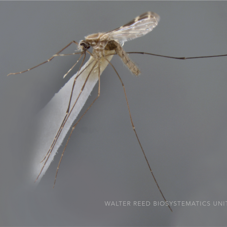 Mansonia Uniformis (Theobald, 1901) | Walter Reed Biosystematics Unit ...