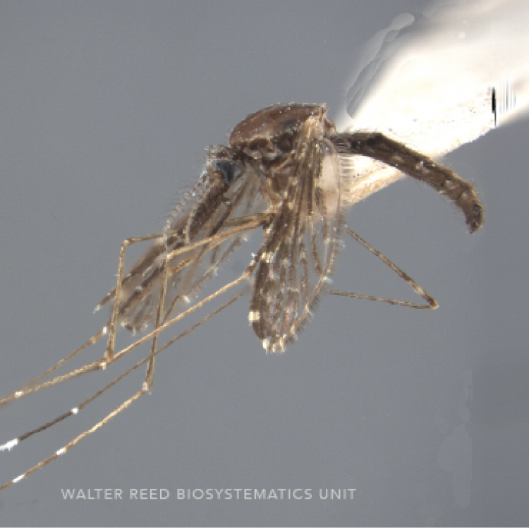 Mansonia Uniformis (Theobald, 1901) | Walter Reed Biosystematics Unit ...