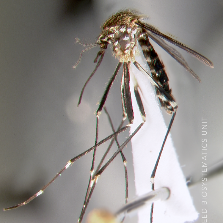 Mansonia Uniformis (Theobald, 1901) | Walter Reed Biosystematics Unit ...